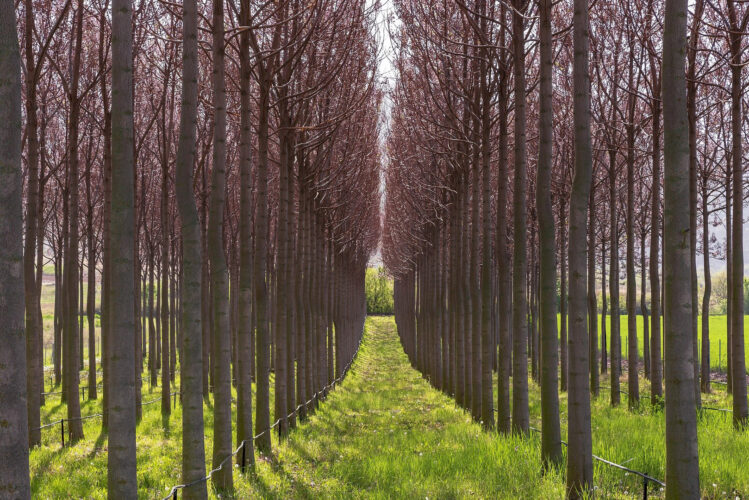 Sustainable Lumber Production